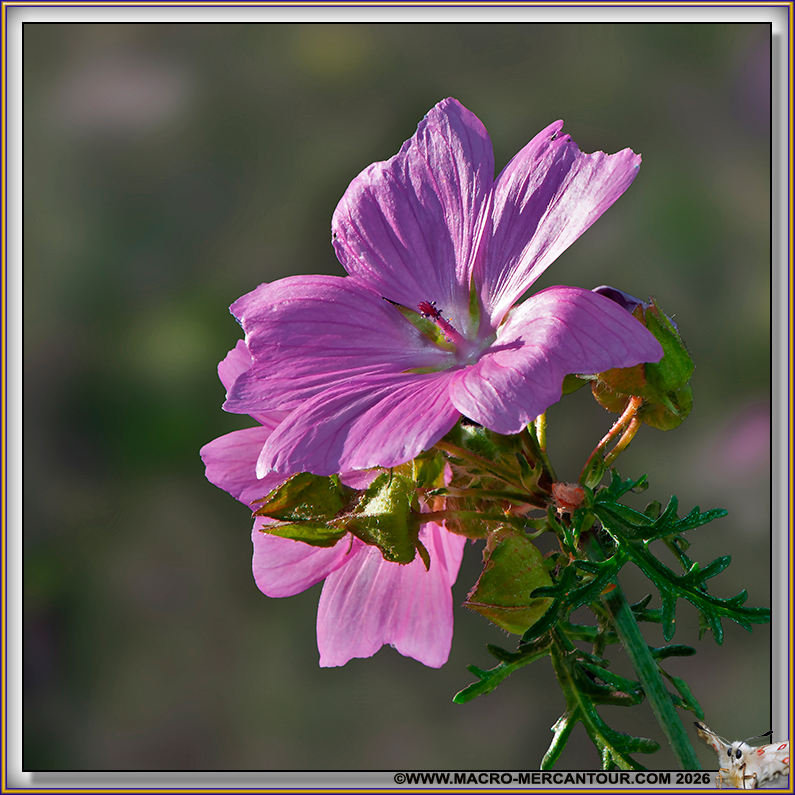 Mauve alc&eacute;e